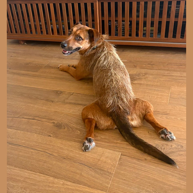 Photo of Dorris   6 Year Old Mixed Breed