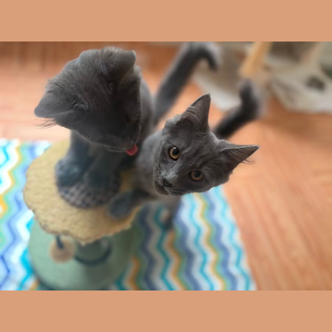 Photo of Peppercorn
