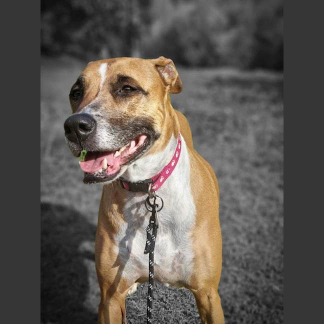 Photo of Frankie