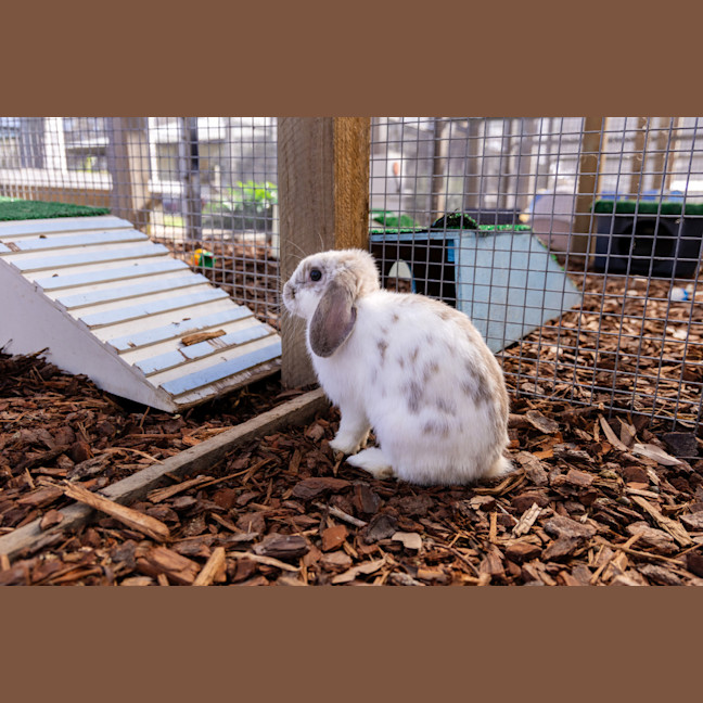 Photo of Aries