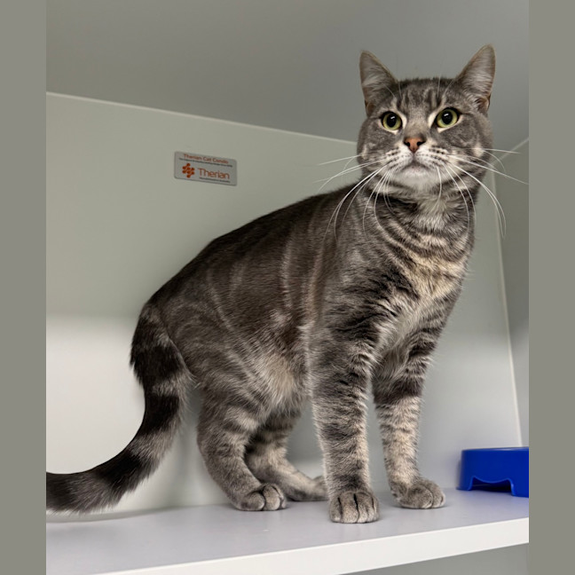 Photo of Simba