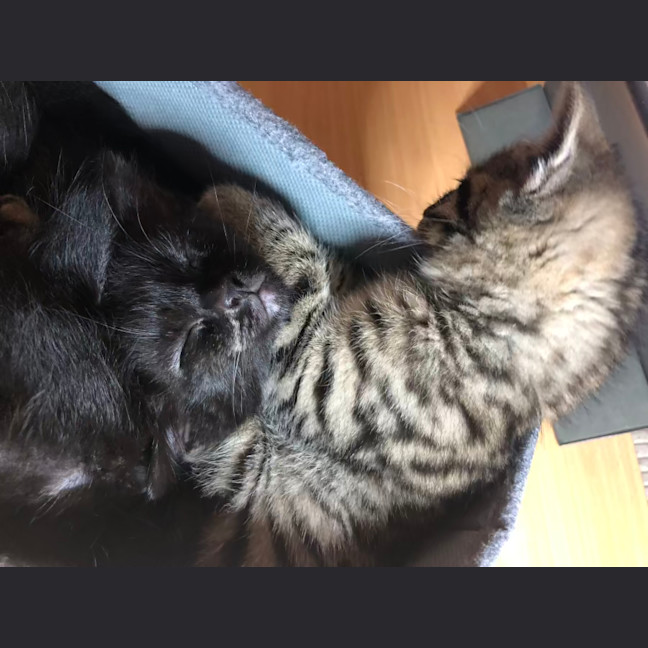 Photo of Misstachio   2 Month Old Domestic Short(trial)