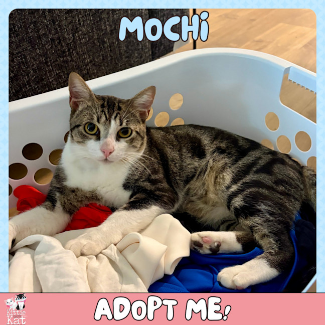 Photo of Mochi
