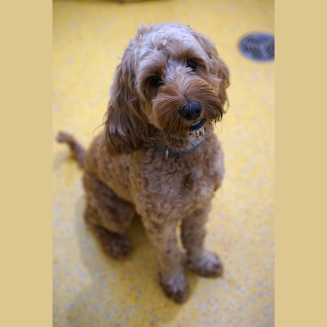 Photo of Ruby