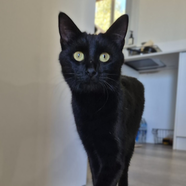 Photo of Liesa The Cat