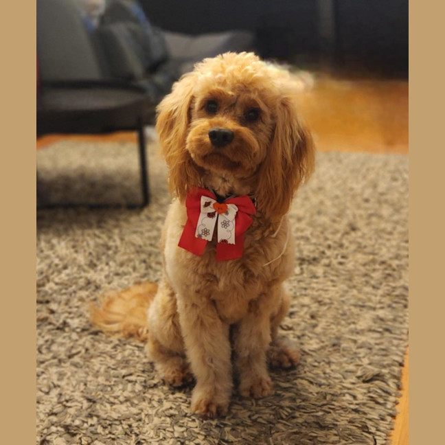 Photo of Jazz