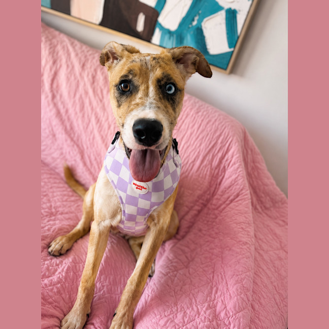Photo of Violet