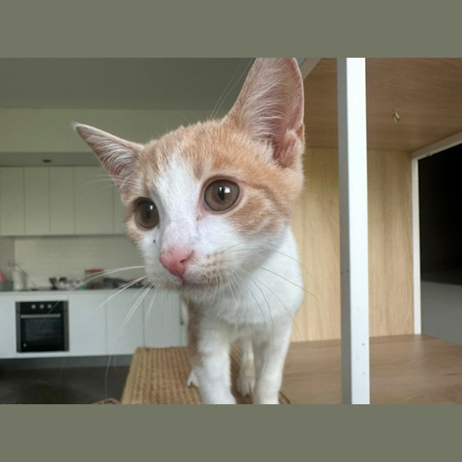 Photo of Henry 
