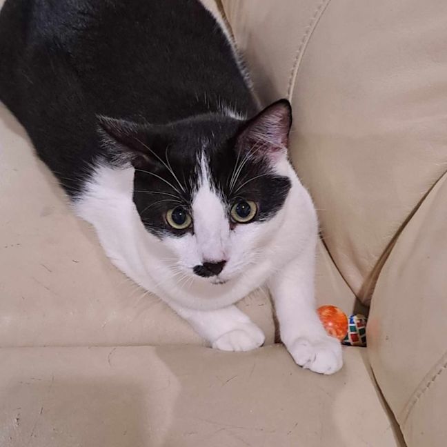 Photo of Hank