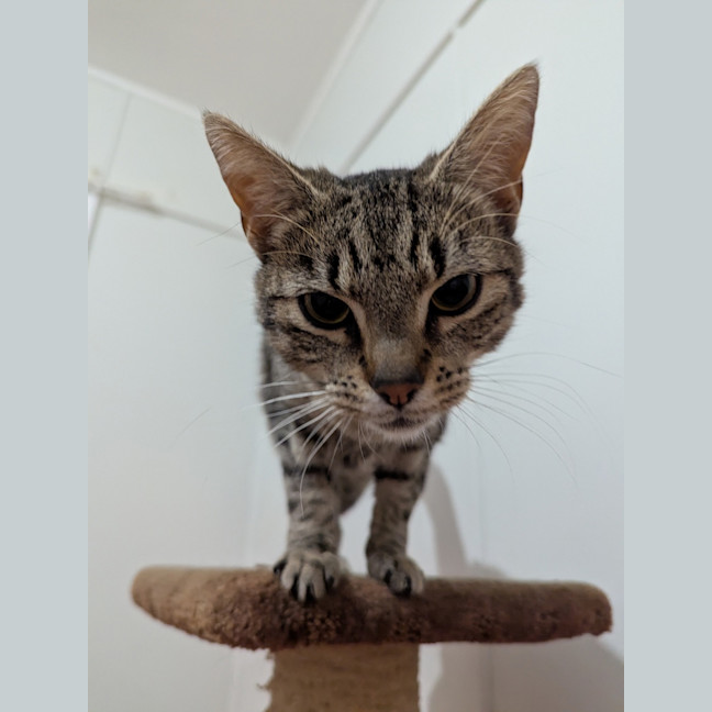 Photo of Desdemona