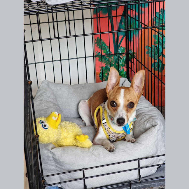 Photo of Dizzy