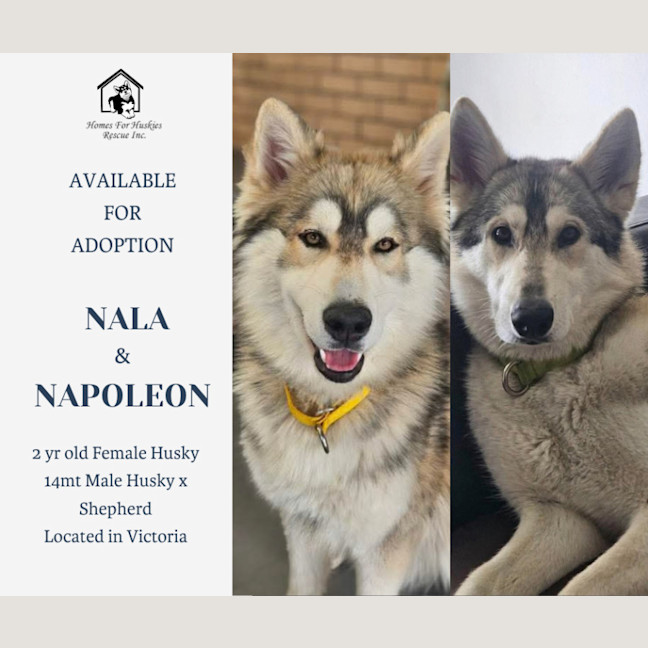 Photo of Nala & Napoleon 