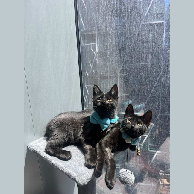 Photo of Binx & Boo