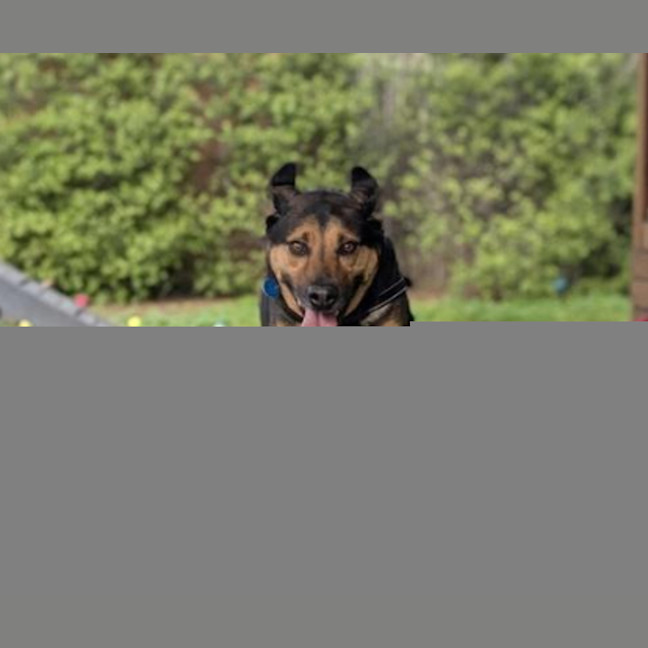 Photo of Maximus