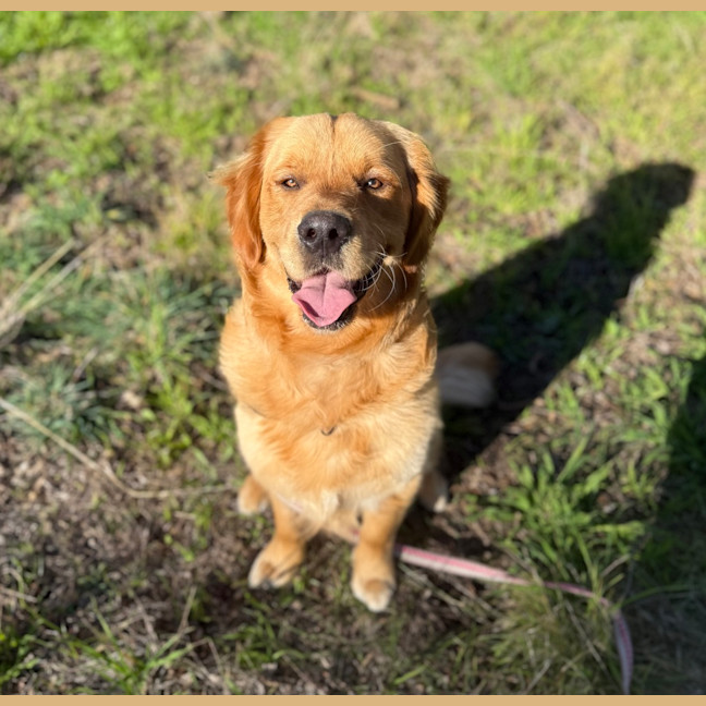 Photo of Scooby