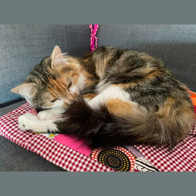 Photo of Tilly   In Foster In Bentleigh East