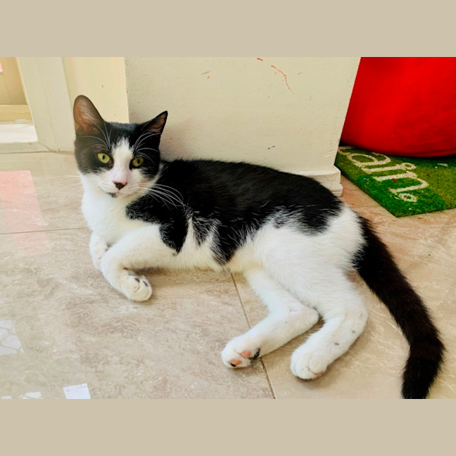 Photo of Oreo