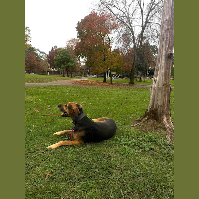 Photo of Bear