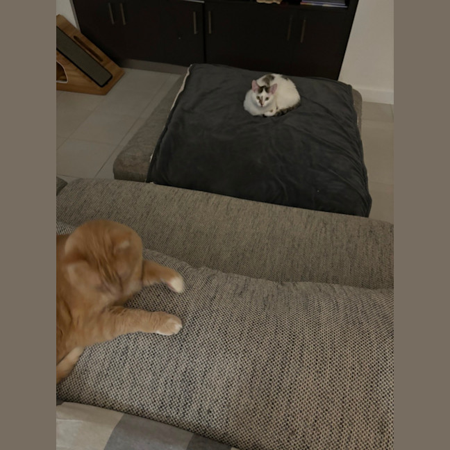 Photo of Scarlett Meet Me @Petstock Hastings Store 