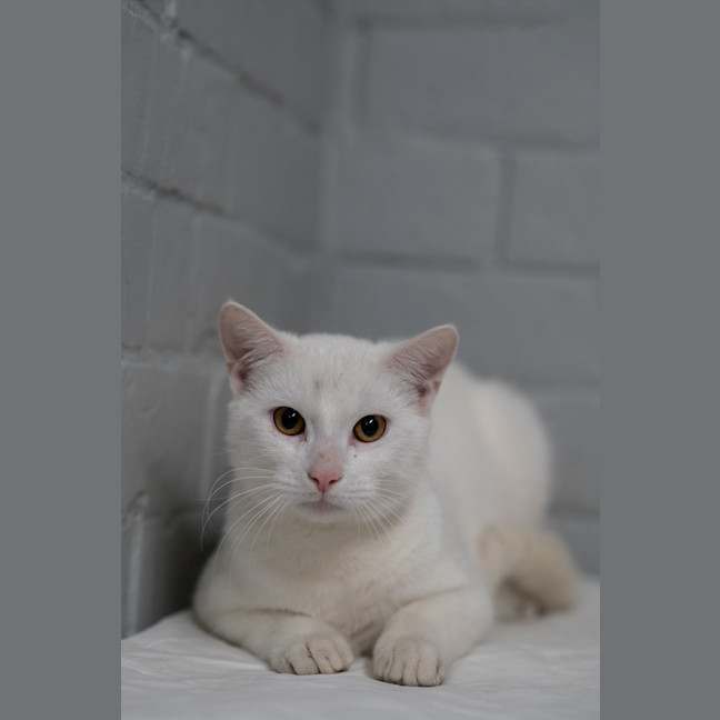 Photo of Blizzard