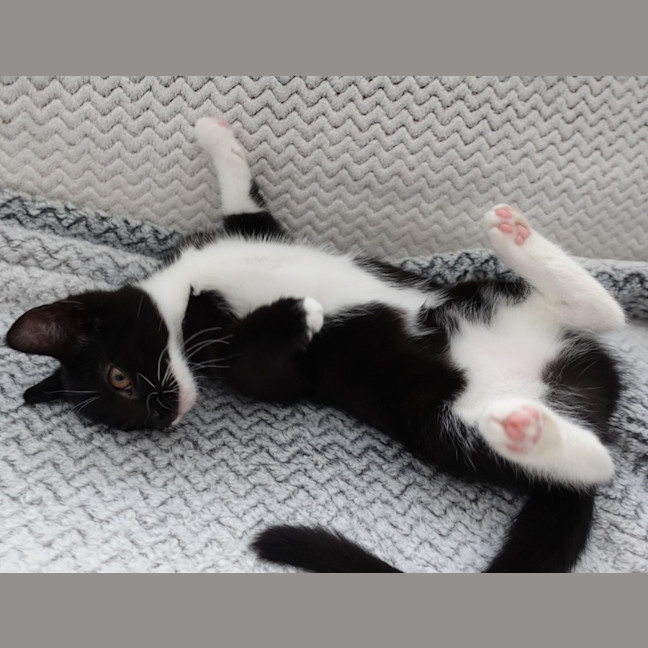 Photo of Pip