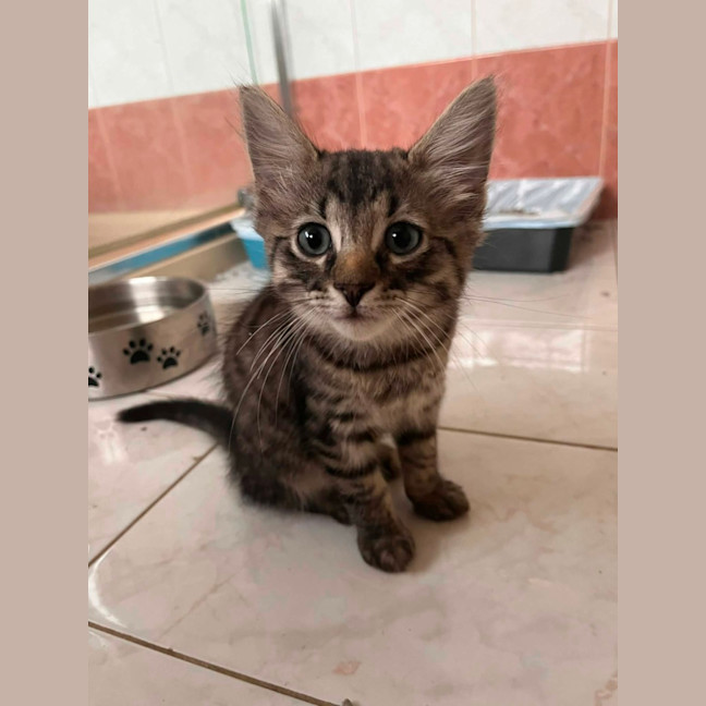 Photo of Dennis   In Foster Care In Greensborough