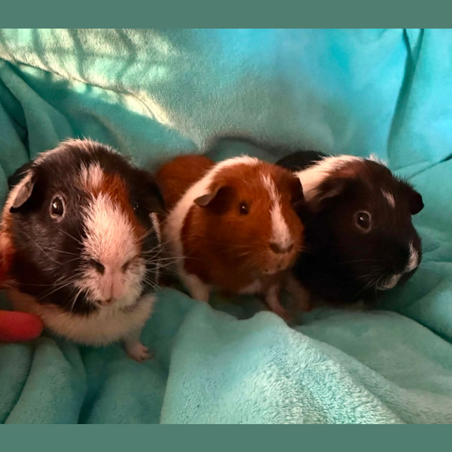 Photo of Parsley, Milo & Tj   Assisted Rehome