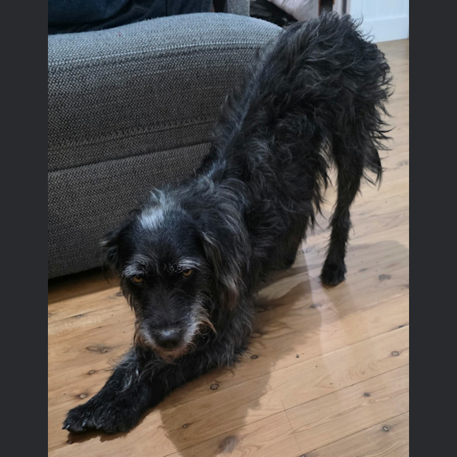 Photo of Bonnie
