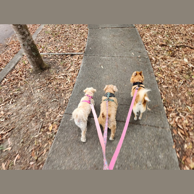 Photo of Pixie   3 Year Old Pomeranian X Jack Russell
