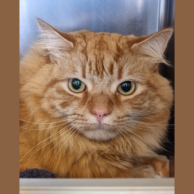 Photo of Phoenix