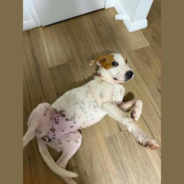 Photo of Toffee Twist