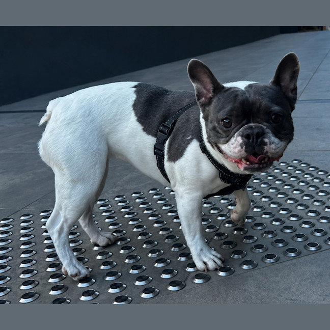Photo of Dolly 