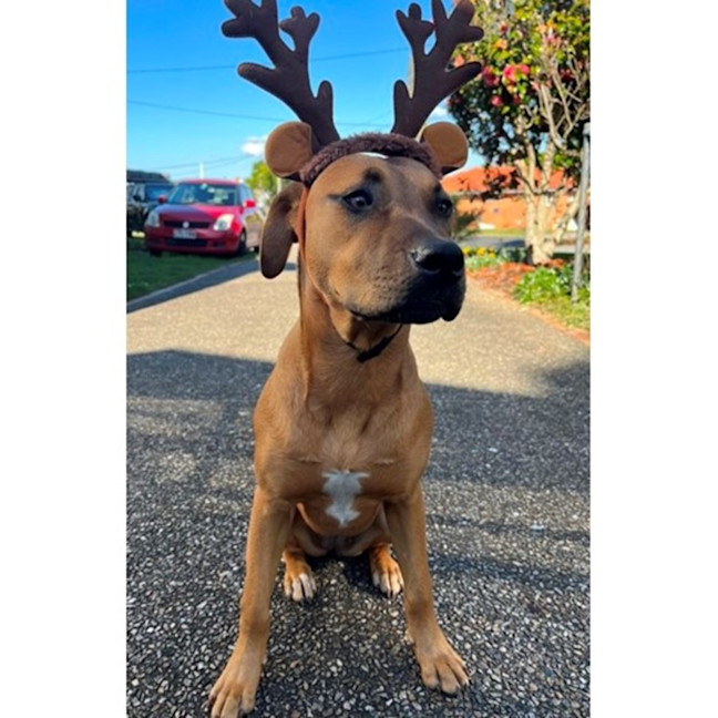 Photo of Luna