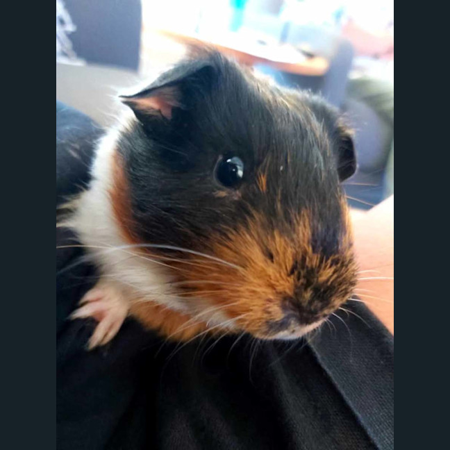 Photo of Luffy & Monkey