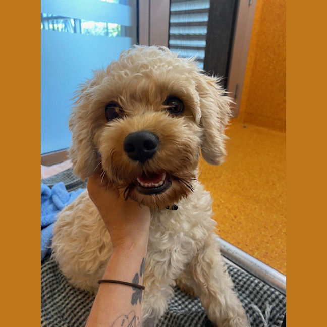 Photo of Teddy