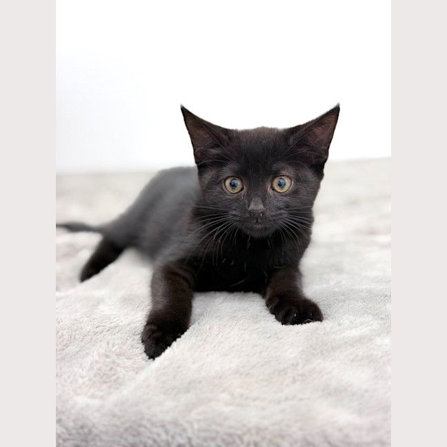 Photo of Cookie
