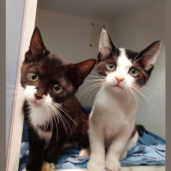 Photo of Lunar And Polar