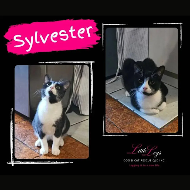 Photo of Sylvester 