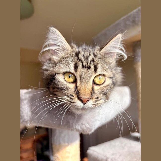 Photo of Cannoli