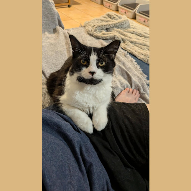Photo of Gidget 