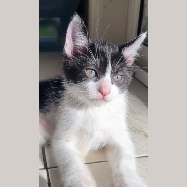 Photo of Lex 💙💙🐾