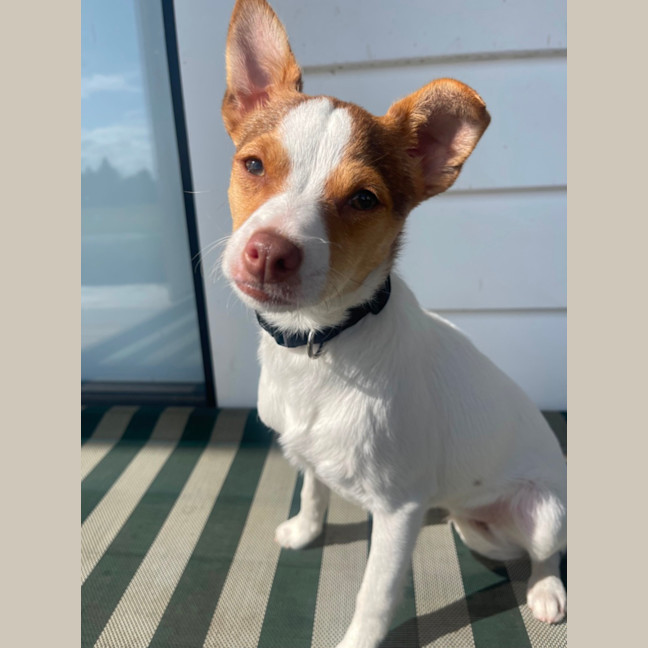 Photo of Dizzy