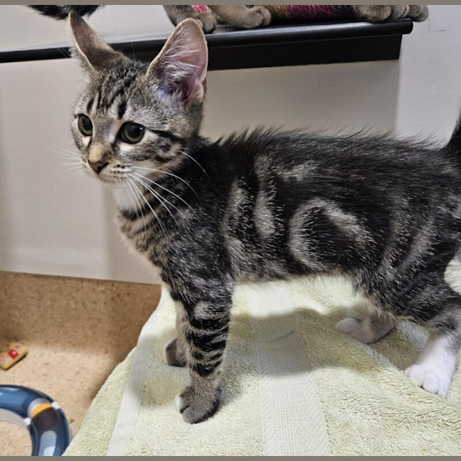Photo of Crouton