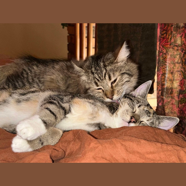 Photo of Penelope & Marshmellow 