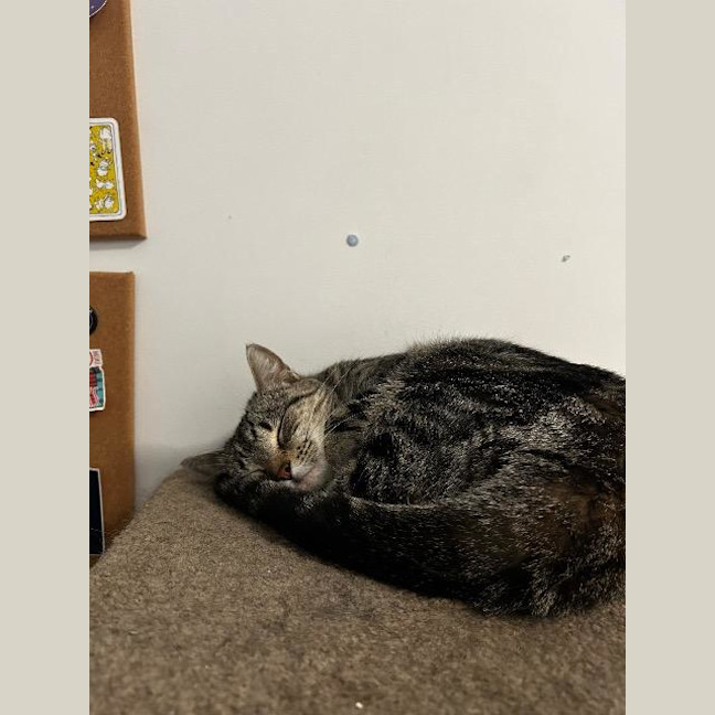 Photo of Mossy