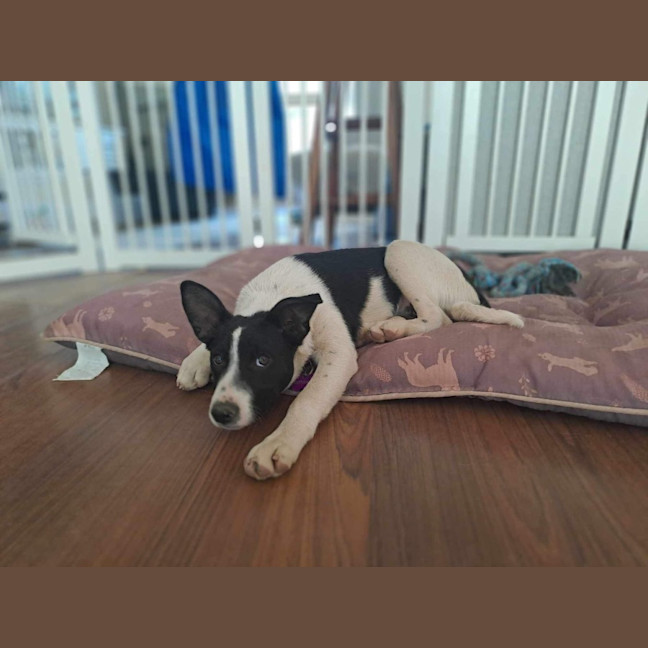 Photo of Bonnie