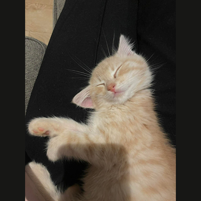 Photo of Star