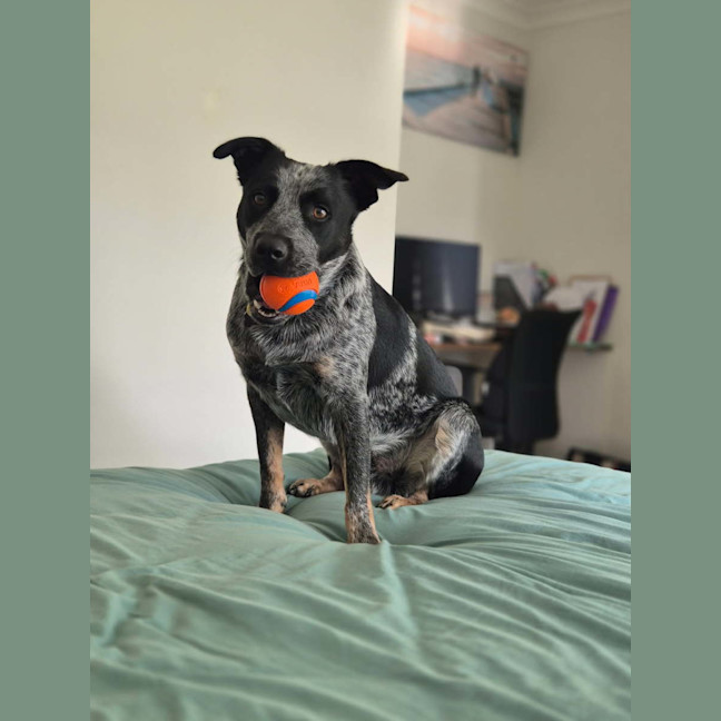 Photo of Opie