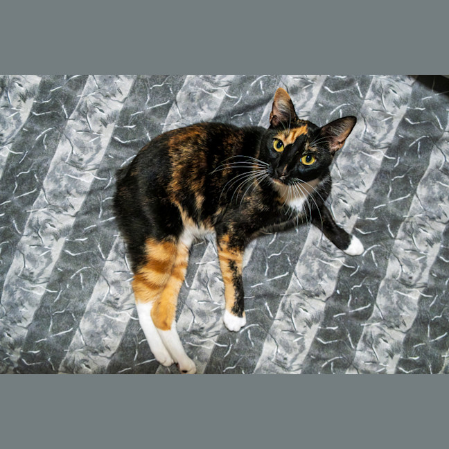 Photo of C954 Blossom