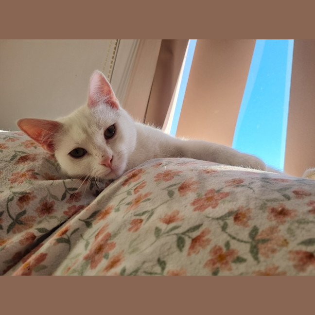 Photo of Finnick 💙